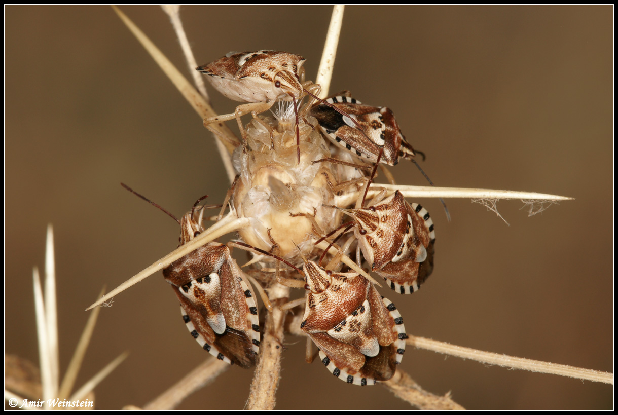 Heteroptera  d''Israele